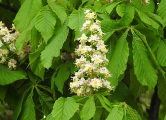 Czy z polską matura można studiować za granicą?