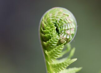 Co można rozwijać?