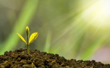 Co to jest rozwój psychomotoryczny?