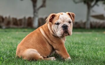 Jak sprawdzić swój poziom angielskiego za darmo?