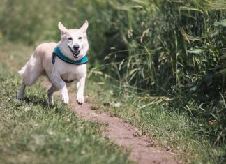 Kto nie może biegać?