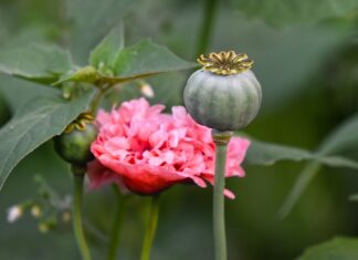 Czy u psychologa mówi się o narkotykach?