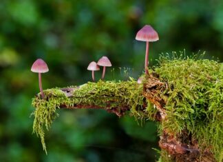 Jakie są rodzaje psychologa?