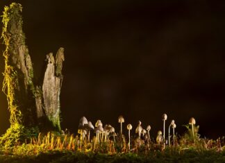 Jakie są rodzaje zdrowia?