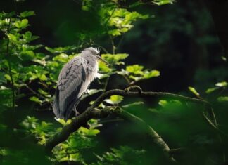 Jak długo można studiować za darmo?