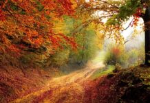 Kiedy zaczyna się rok studencki w Holandii?