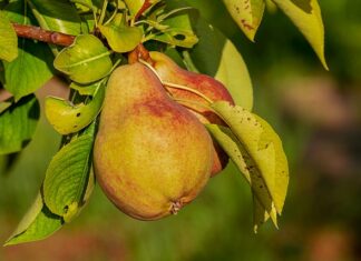 Jakie odżywki przed zawodami?