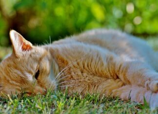 Czy oczy maleją z wiekiem? Czy oczy maleją z wiekiem?