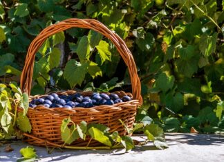 Ile słów zna native speaker?