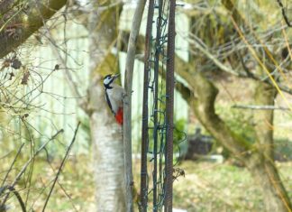 Jakie są dziedziny psychologii?