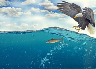 Co to jest atak furii?