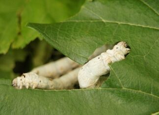 Kto mówi o sobie w 3 osobie? Kto mówi o sobie w 3 osobie?